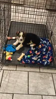 Gucci , a male German Shepherd Dog for sale in Albrightsville, PA – 1 of 3