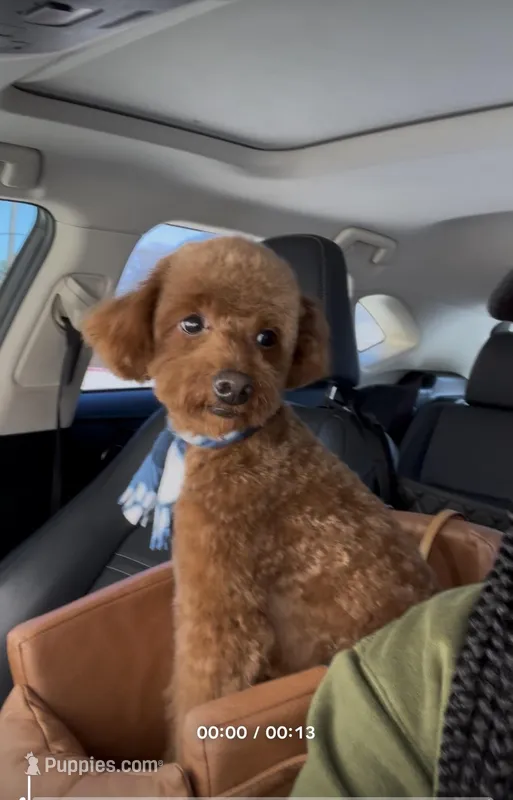 Cairo  – Cockapoo puppy for sale in Rowlett, TX