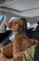 Cairo , a male Cockapoo for sale in Rowlett, TX – Photo 1 of 10