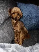Cairo , a male Cockapoo for sale in Rowlett, TX – Photo 8 of 10
