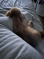 Cairo , a male Cockapoo for sale in Rowlett, TX – Photo 5 of 10