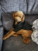 Cairo , a male Cockapoo for sale in Rowlett, TX – Photo 7 of 10