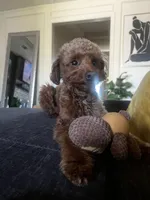 Cairo , a male Cockapoo for sale in Rowlett, TX – Photo 6 of 10