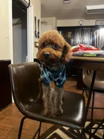 Cairo , a male Cockapoo for sale in Rowlett, TX – Photo 4 of 10