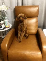 Cairo , a male Cockapoo for sale in Rowlett, TX – Photo 3 of 10