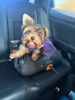 Princessa, a female Yorkshire Terrier for sale in Los Angeles, CA – 1 of 2