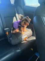 Princessa, a female Yorkshire Terrier for sale in Los Angeles, CA – 2 of 2