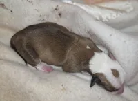 Unnamed, a male Miniature Dachshund and Chiweenie for sale in Cedar Creek, TX – Photo 5 of 6