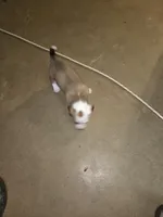 Unnamed, a male Miniature Dachshund and Chiweenie for sale in Cedar Creek, TX – Photo 4 of 6