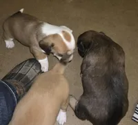 Unnamed, a male Miniature Dachshund and Chiweenie for sale in Cedar Creek, TX – Photo 3 of 6