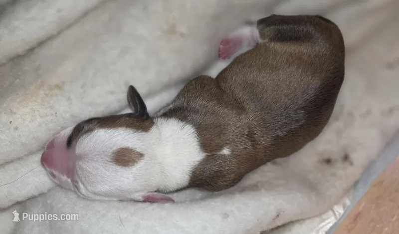 Unnamed – Miniature Dachshund, Chiweenie puppy for sale in Cedar Creek, TX