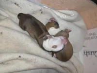 Unnamed, a male Miniature Dachshund and Chiweenie for sale in Cedar Creek, TX – Photo 6 of 6