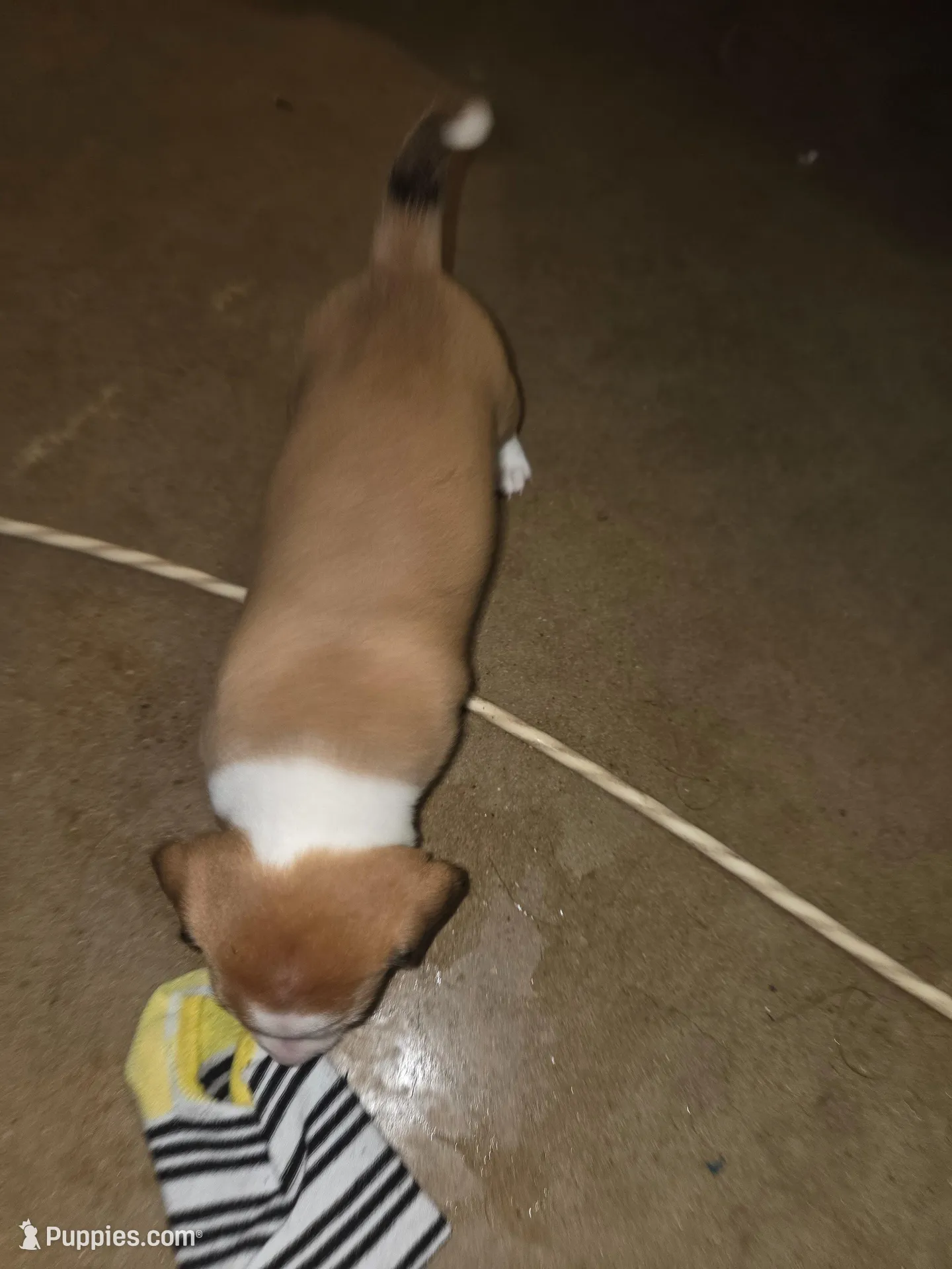 Unamed, a male Miniature Dachshund and Chiweenie for sale in Cedar Creek, TX – Photo 2 of 5