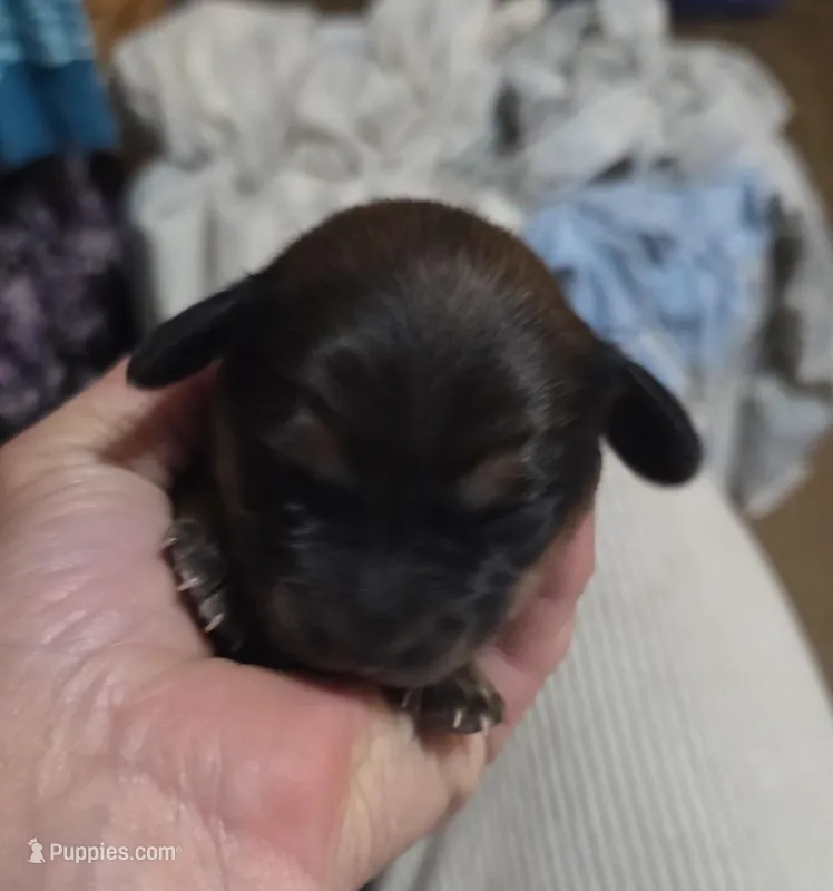 Unnamed – Miniature Dachshund, Chiweenie puppy for sale in Cedar Creek, TX