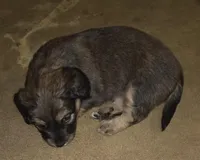 Unnamed, a male Miniature Dachshund and Chiweenie for sale in Cedar Creek, TX – Photo 2 of 3