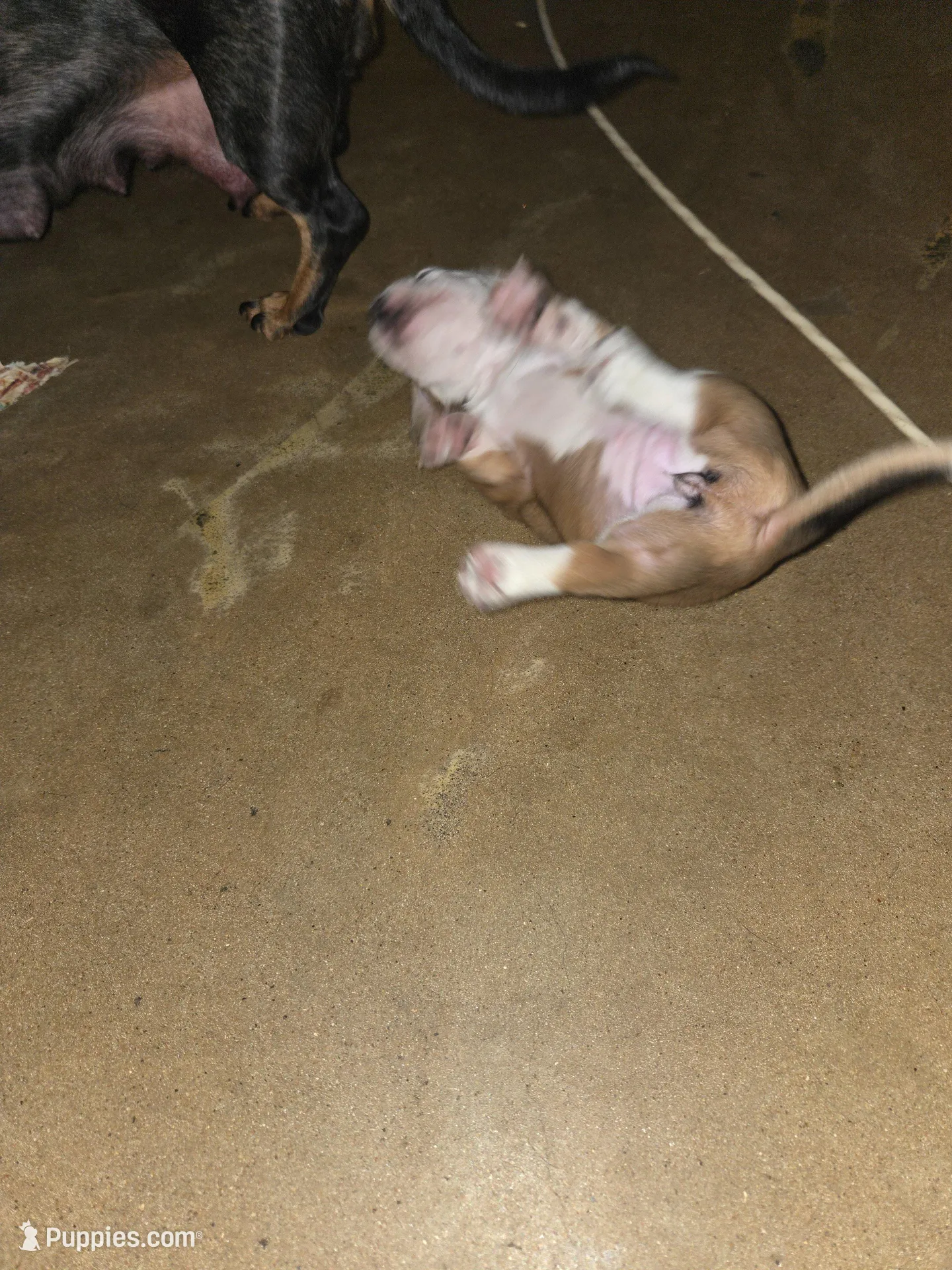 Unamed, a male Miniature Dachshund and Chiweenie for sale in Cedar Creek, TX – Photo 5 of 5