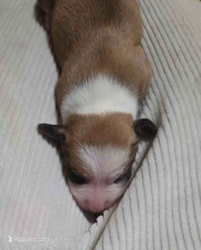 Unamed – Miniature Dachshund, Chiweenie puppy for sale in Cedar Creek, TX