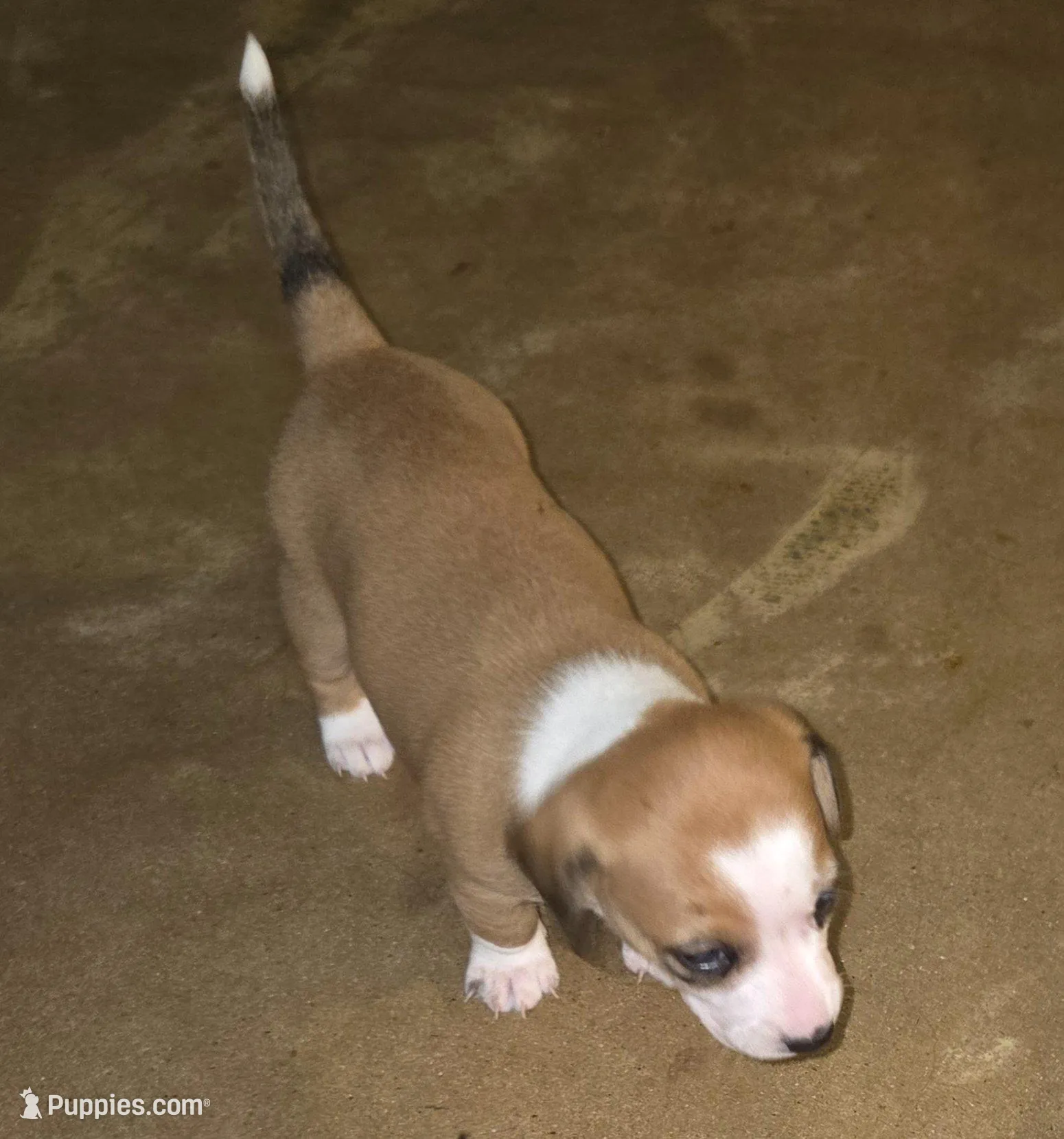 Unamed, a male Miniature Dachshund and Chiweenie for sale in Cedar Creek, TX – Photo 3 of 5