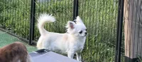 Cupid- AKC- SPAYED- 4 LBS, a female Chihuahua for sale in Williamsburg, VA – 2 of 2