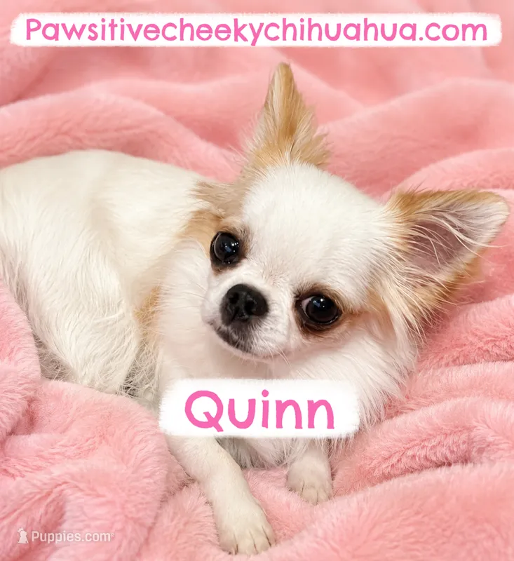 Quinn AKC SPAYED – Chihuahua puppy for sale in Williamsburg, VA
