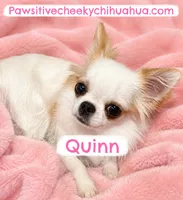 Quinn AKC SPAYED, a female Chihuahua for sale in Williamsburg, VA – 1 of 1
