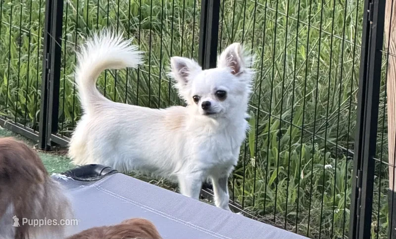 Cupid- AKC- SPAYED- 4 LBS – Chihuahua puppy for sale in Williamsburg, VA