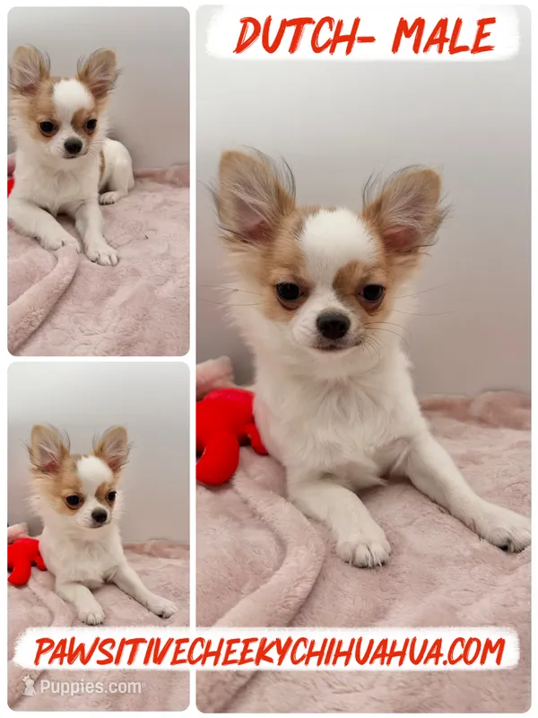 Dutch HEALTH TESTED – Chihuahua puppy for sale in Williamsburg, VA