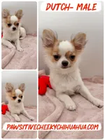 Dutch HEALTH TESTED, a male Chihuahua for sale in Williamsburg, VA – 1 of 1
