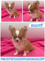 Bugatti SMALL CHOCOLATE SABLE, a male Chihuahua for sale in Williamsburg, VA – 1 of 1