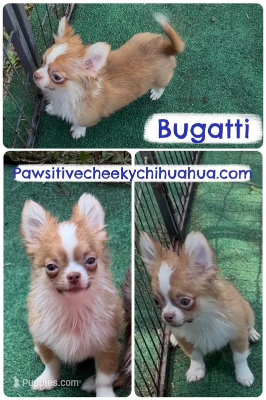 Bugatti SMALL CHOCOLATE SABLE – Chihuahua puppy for sale in Williamsburg, VA