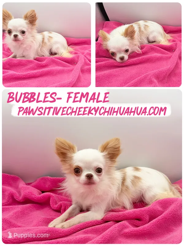 Bubbles SPAYED, AKC, 3 LBS – Chihuahua puppy for sale in Williamsburg, VA