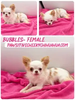 Bubbles SPAYED, AKC, 3 LBS, a female Chihuahua for sale in Williamsburg, VA – 1 of 1