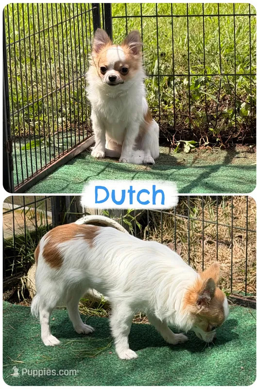 Dutch HEALTH TESTED NEUTERED – Chihuahua puppy for sale in Williamsburg, VA