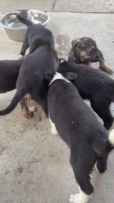 One/eight , a male Australian Shepherd and American Pit Bull Terrier for sale in Detroit, MI – 2 of 2