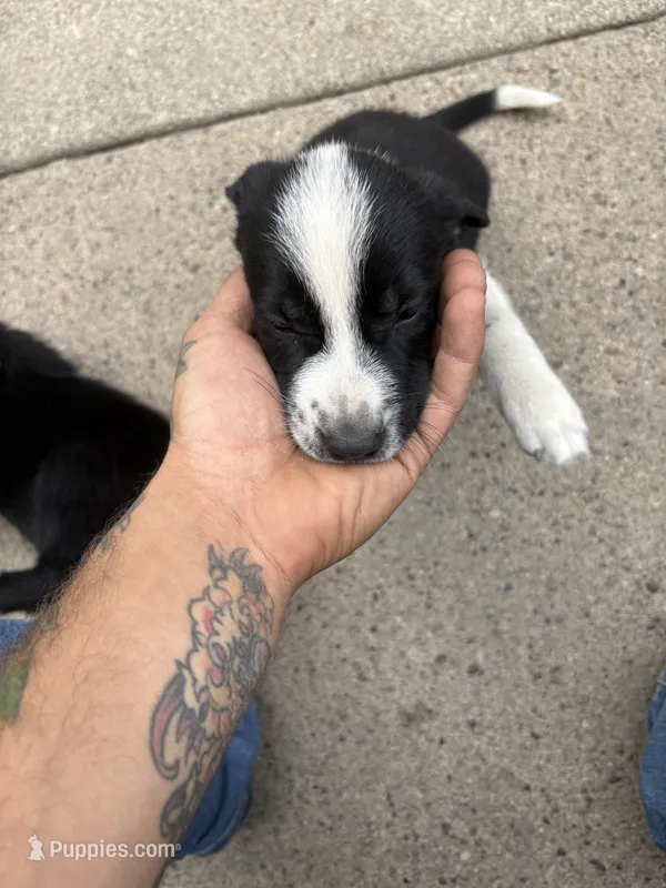 One/eight  – Australian Shepherd, American Pit Bull Terrier puppy for sale in Detroit, MI