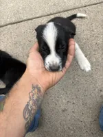 One/eight , a male Australian Shepherd and American Pit Bull Terrier for sale in Detroit, MI – 1 of 2