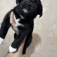 Lily, a female Australian Shepherd and American Pit Bull Terrier for sale in Detroit, MI – Photo 1 of 2