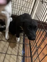 Lily, a female Australian Shepherd and American Pit Bull Terrier for sale in Detroit, MI – Photo 2 of 2