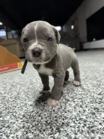 Chloe, a female Cane Corso for sale in Detroit, MI – Photo 5 of 10