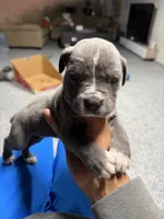 Chloe, a female Cane Corso for sale in Detroit, MI – Photo 9 of 10