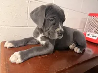 Chloe, a female Cane Corso for sale in Detroit, MI – Photo 10 of 10