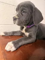 Chloe, a female Cane Corso for sale in Detroit, MI – Photo 2 of 10
