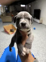 Chloe, a female Cane Corso for sale in Detroit, MI – Photo 4 of 10