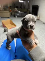 Chloe, a female Cane Corso for sale in Detroit, MI – Photo 8 of 10