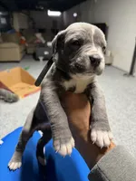 Chloe, a female Cane Corso for sale in Detroit, MI – Photo 1 of 10