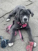 Lady , a female Cane Corso for sale in Detroit, MI – Photo 7 of 9
