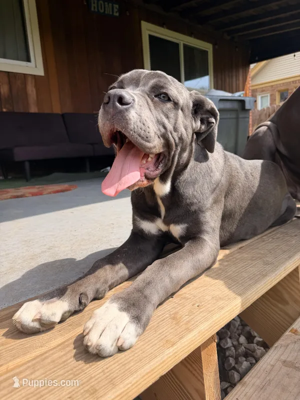 Lady  – Cane Corso puppy for sale in Detroit, MI