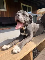Lady , a female Cane Corso for sale in Detroit, MI – Photo 1 of 9
