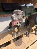 Lady , a female Cane Corso for sale in Detroit, MI – Photo 4 of 9