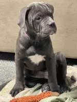 Lady , a female Cane Corso for sale in Detroit, MI – Photo 2 of 3